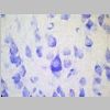 Neuronas Nissl 12.jpg